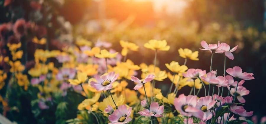 flores e ferramentas para jardinagem